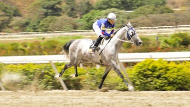 III Clásico "Bambera" (G2) en La Rinconada, conoce a las inscritas