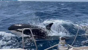 Gladis, la orca que estaría "enseñando" a atacar embarcaciones Gladis, la orca que estaría "enseñando" a atacar embarcaciones