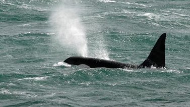 Orcas asesinas atacaron embarcación en las costas europeas (+Video)