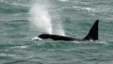 Orcas asesinas atacaron embarcación en las costas europeas (+Video) Orcas asesinas atacaron embarcación en las costas europeas (+Video)