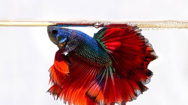 ¿Tendrás una pecera? Estos son los peces que no puedes juntar