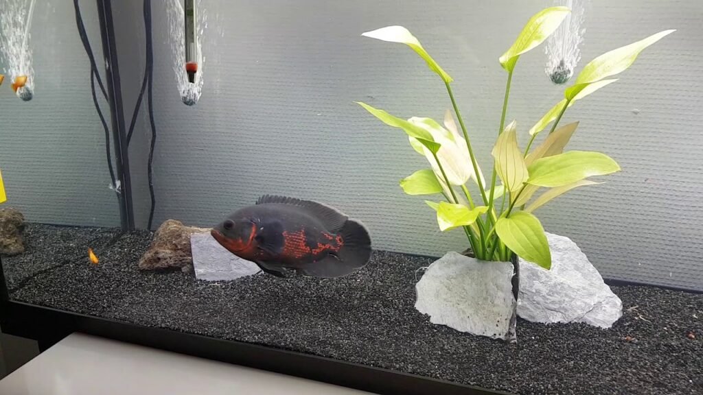 ¿Tendrás una pecera? Estos son los peces que no puedes juntar