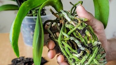 Cómo cuidar la raíz y hojas de la orquídea