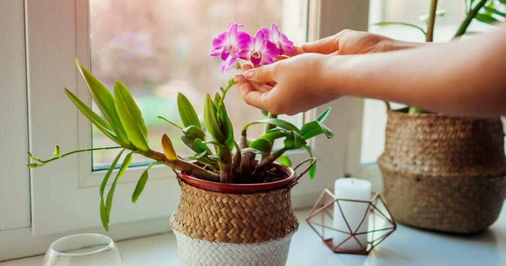 Cómo cuidar la raíz y hojas de la orquídea Cómo cuidar la raíz y hojas de la orquídea