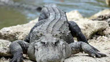Un caimán se metió en jardín de infantes y así reaccionó la comunidad Un caimán se metió en jardín de infantes y así reaccionó la comunidad