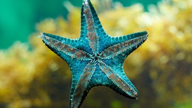 ¿La estrella de mar puede ver en el océano?