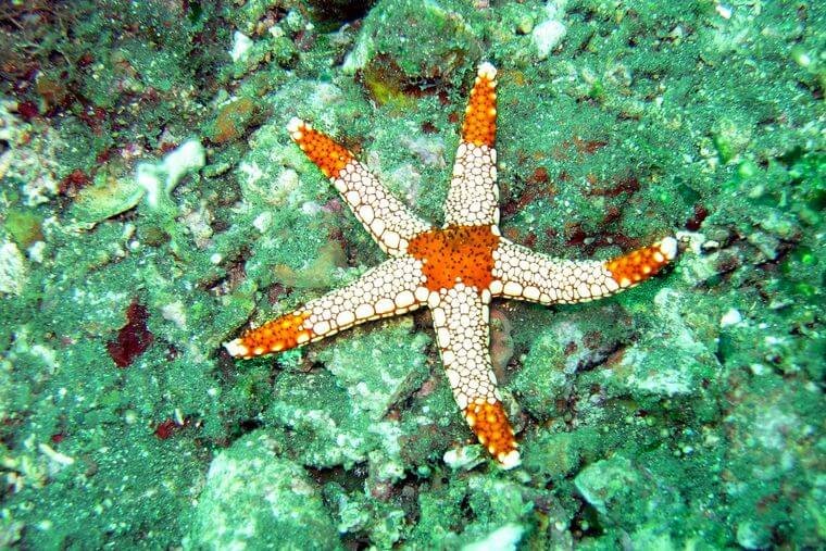 ¿La estrella de mar puede ver en el océano? ¿La estrella de mar puede ver en el océano?