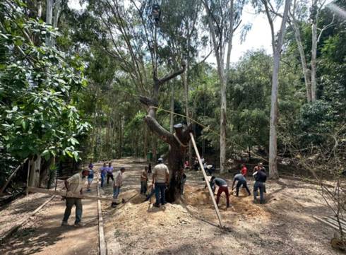 Cuidado con "echar machete" a lo loco. La ley estipula penas para poda indebida de árboles