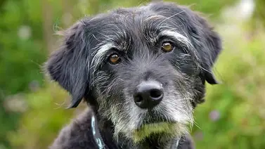 Perros mayores ¿Cómo debe ser su alimentación? Perros mayores ¿Cómo debe ser su alimentación?