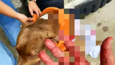 Mujer agredió a un Pitbull con un machete (+Video) Mujer agredió a un Pitbull con un machete (+Video)