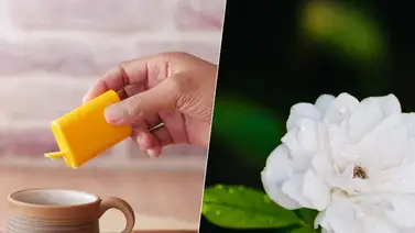 OMS revela nueva guía para el consumo de edulcorantes: ¿Existe riesgo? OMS revela nueva guía para el consumo de edulcorantes: ¿Existe riesgo?