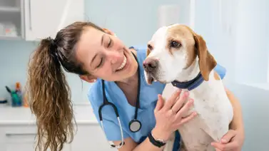Visita al veterinario ¿Cuándo llevar al perro? Visita al veterinario ¿Cuándo llevar al perro?