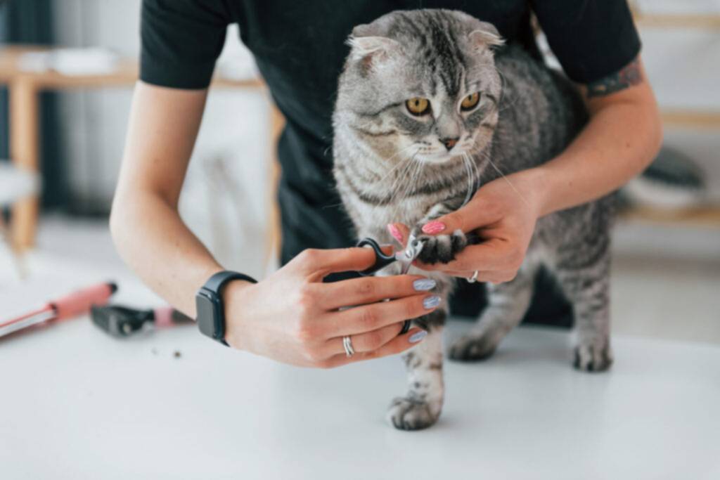 ¿Por qué debes cortarles las uñas a los gatos?