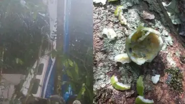 Pistas de supervivencia | Rescatistas buscan a niños en la Selva del Guaviare tras accidente de avión Pistas de supervivencia | Rescatistas buscan a niños en la Selva del Guaviare tras accidente de avión