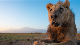 Compartirán la historia de vida de Loonkito, el león asesinado en Kenia