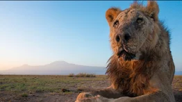 Compartirán la historia de vida de Loonkito, el león asesinado en Kenia