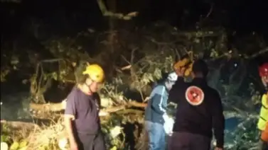 ¡Vivos de milagro! Árboles aplastaron varios vehículos en una cola para la gasolina (+Fotos) ¡Vivos de milagro! Árboles aplastaron varios vehículos en una cola para la gasolina (+Fotos)