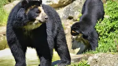 Maduro llama a preservar el medioambiente y al oso frontino Maduro llama a preservar el medioambiente y al oso frontino