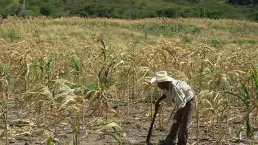 Fenómeno El Niño mantiene en alerta varios municipios de Honduras Fenómeno El Niño mantiene en alerta varios municipios de Honduras