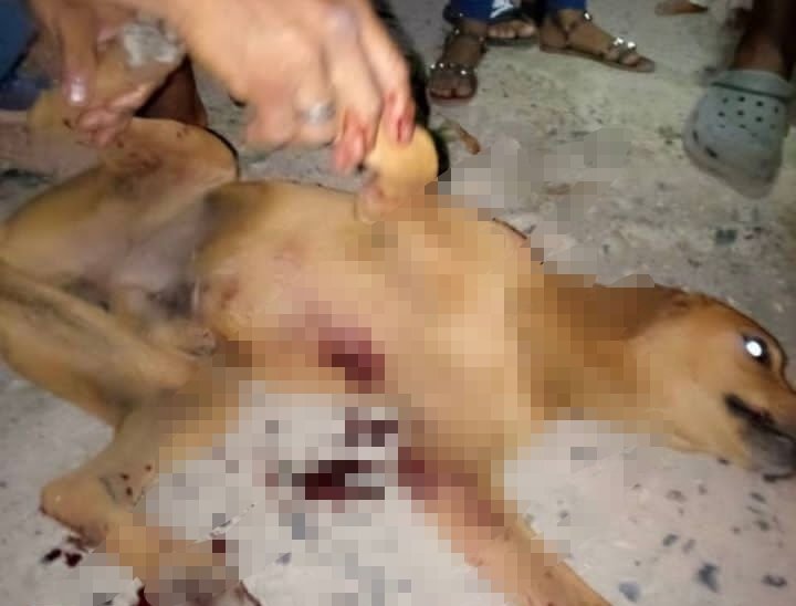 Lamentable: Murió perrito baleado por un PoliSucre (+Foto) Lamentable: Murió perrito baleado por un PoliSucre (+Foto)