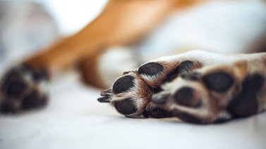 Lamentable: Murió perrito baleado por un PoliSucre (+Foto)