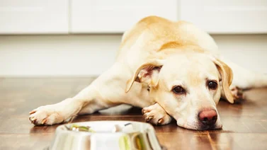 Vómitos en los perros ¿Cómo debemos actuar?