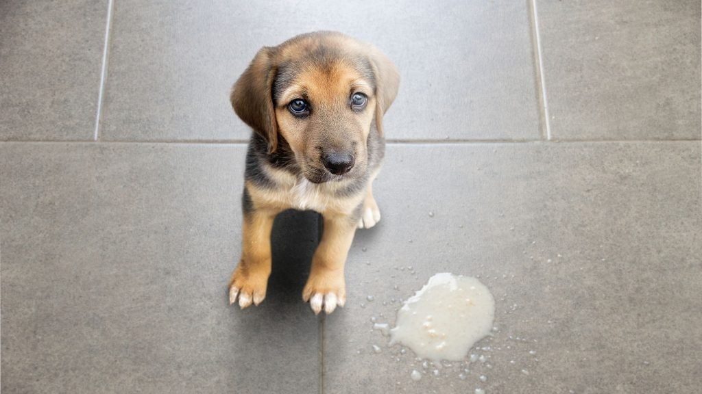 Vómitos en los perros ¿Cómo debemos actuar? Vómitos en los perros ¿Cómo debemos actuar?