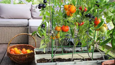 Conoce por qué debes tener un huerto en casa Conoce por qué debes tener un huerto en casa