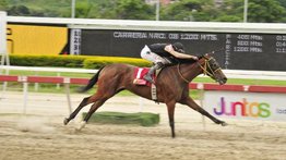 Conoce el ajuste de esta yegua que buscará subir de lote este domingo en La Rinconada