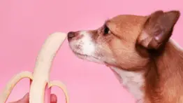 Refrigerios saludables y no saludables para tu perro