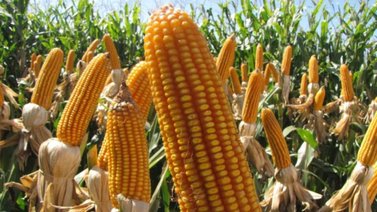 Fedeagro objeta importación de maíz en perjuicio de producción nacional