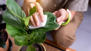 Trucos para devolverle el brillo a las plantas Trucos para devolverle el brillo a las plantas
