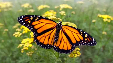 Conoce todo sobre este bello insecto Conoce todo sobre este bello insecto