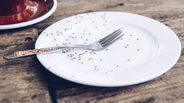 Ingredientes caseros para eliminar las hormigas