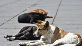 Olas de Calor: ¿Cómo cuidar a los animales de la calle?