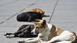 Olas de Calor: ¿Cómo cuidar a los animales de la calle?