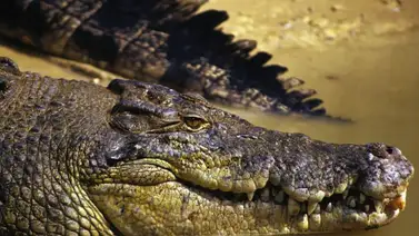 ¡Espeluznante! Hallan restos humanos en el estómago de un cocodrilo ¡Espeluznante! Hallan restos humanos en el estómago de un cocodrilo