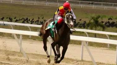 Esta yegua es amplia candidata para ganar el Clásico “Asamblea Nacional” en La Rinconada Esta yegua es amplia candidata para ganar el Clásico “Asamblea Nacional” en La Rinconada