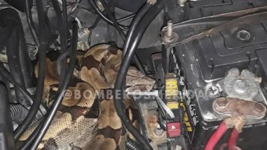 ¡Aterrador! Lo que encontró este conductor en el motor de su vehículo