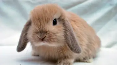 ¡Mini Lop! Conoce a esta raza de conejo ¡Mini Lop! Conoce a esta raza de conejo