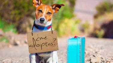 Qué debes pensar antes de adoptar un perro
