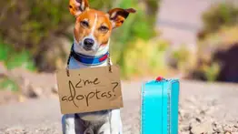 Qué debes pensar antes de adoptar un perro