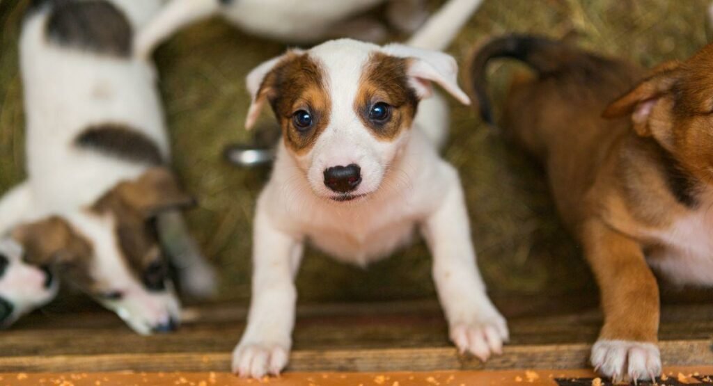 Qué debes pensar antes de adoptar un perro