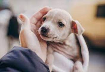 Qué debes pensar antes de adoptar un perro