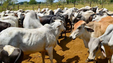 Reportan accidente de tránsito que involucró a una vaca