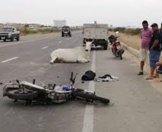 Reportan accidente de tránsito que involucró a una vaca Reportan accidente de tránsito que involucró a una vaca