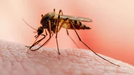 ATENCIÓN: Venezuela anuncia refuerzo en cerco epidemiológico contra la malaria