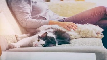 Estudio revela que las personas con gatos pueden ser más inteligentes