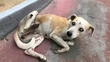 Hombre fue detenido por abusar sexualmente de una perrita en Lara Hombre fue detenido por abusar sexualmente de una perrita en Lara