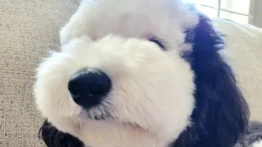 ¡De comiquita! Este perro es viral por su gran parecido con Snoopy